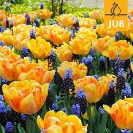 Мікс ландшафтний Magnificent Duo (Брендові цибулини Jub Holland) фото