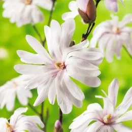 Магнолія Stellata Royal Star фото