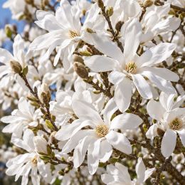 Магнолія Stellata фото
