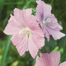 Мальва Moschata Rosea фото