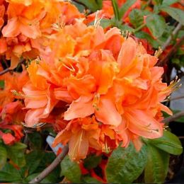 Рододендрон Mandarin Lights (Мандарін Лайтс) фото