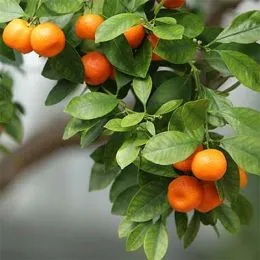 Мандарин Owari Satsuma фото