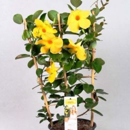Мандевілла Diamantina Opale Citrine фото