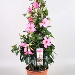 Мандевілла Diamantina Opale Fuchsia Flammé фото