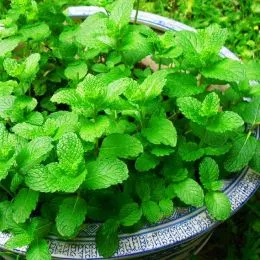 Мелісса Lemon Balm фото