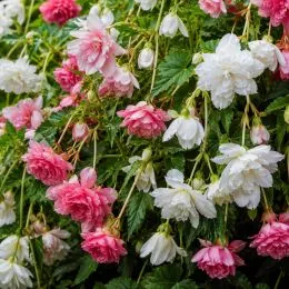 Мікс бегоній Подих весни фото