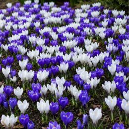 Крокуси Blue and White Мікс фото