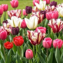 Мікс тюльпанів Асорті фото