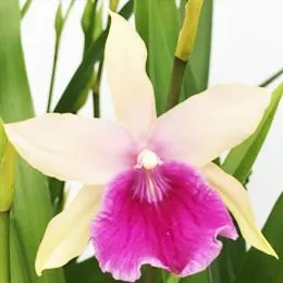 Орхідея Miltassia Gerlinde фото