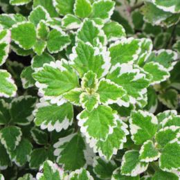 М'ята Variegata фото