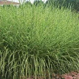 Міскантус Zebrinus фото