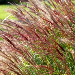 Міскантус Red Chief фото