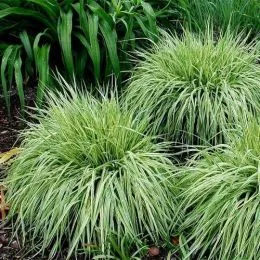 Молінія Variegata фото