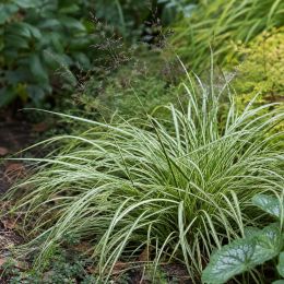 Молінія Variegata фото