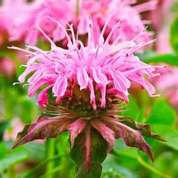 Монарда Croftway Pink фото