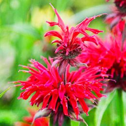 Монарда Gardenview Scarlet фото