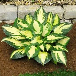 Хоста Morning Star фото