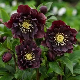 Морозник Purple Double фото