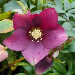 Морозник Red Lady фото