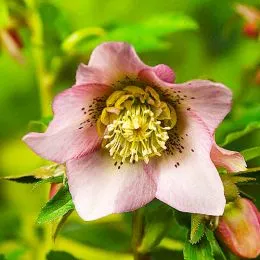 Морозник Pretty Ellen Pink фото