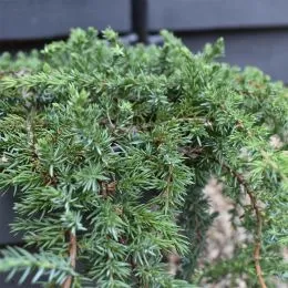 Ялівець Greenmantle фото