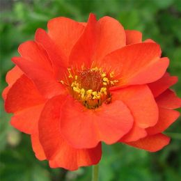 Гравілат чілійський Mrs. Bradshaw фото
