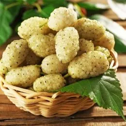 Шовковиця Біле Перо Королівського Голуба фото
