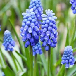 Мускарі Blue Magic фото