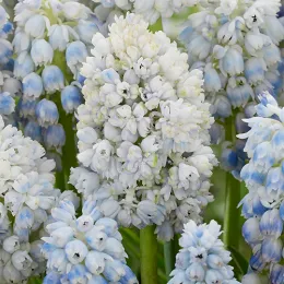 Мускарі Nature's Beauty фото