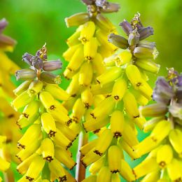 Мускарі Golden Fragrance фото