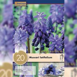 Мускарі Latifolium (Брендові цибулини KAPITEYN®) фото