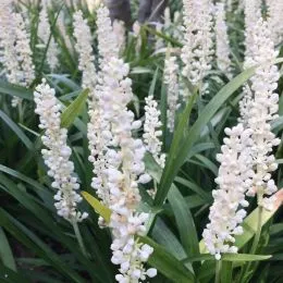 Ліріопе мускарі Monroe White фото