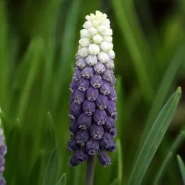 Мускарі Grape Ice фото