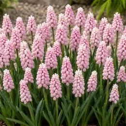 Мускарі Pink Sunrise фото