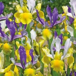 Ірис Mysterious Rainbow Mix фото