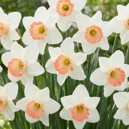 Нарцис Pink Charm фото