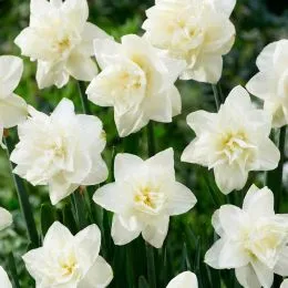 Нарцис White Medal фото