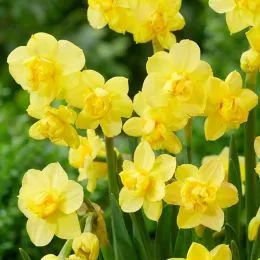 Нарцис Yellow Cheerfulness фото