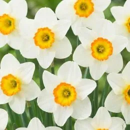 Нарцис Flower Record фото