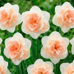 Нарцис Flower Surprise фото