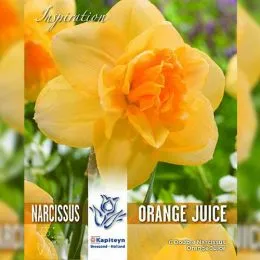 Нарцис Нарцисс Orange Juice (Брендові цибулини KAPITEYN®) фото