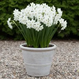 Нарцис таццета Papyraceus (Paperwhite) фото
