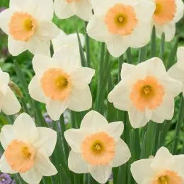 Нарцис Peaches and Cream фото