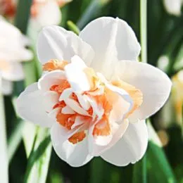 Нарцис Pink Paradise фото