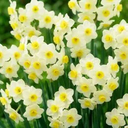 Нарцис таццета Grand Primo Citronière фото