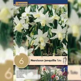 Нарцис Toto (Брендові цибулини KAPITEYN®) фото