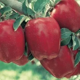 Яблуня Старкримсон фото