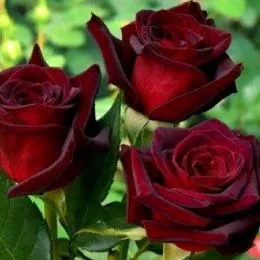 Троянда Lenny фото