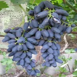 Виноград Академік фото