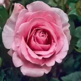 Троянда Topaz фото